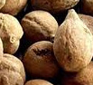 Terminalia bellirica